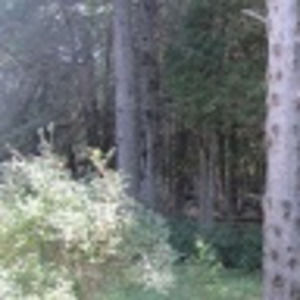 Meet your Posher, Corky